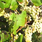 Semesterbostad Quinta Do Mineiro-serra Da Estrela *