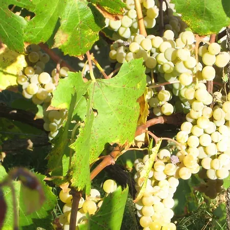 度假居 Quinta Do Mineiro-serra Da Estrela *