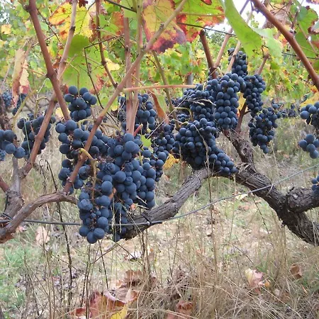 Quinta Do Mineiro-serra Da Estrela *