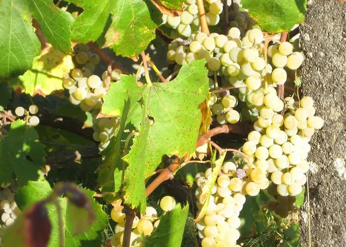Semesterbostad Quinta Do Mineiro-serra Da Estrela *
