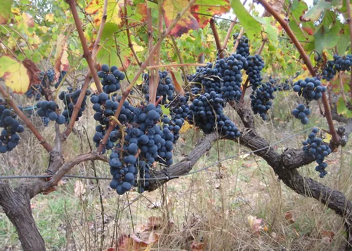 Quinta Do Mineiro-serra Da Estrela *